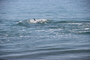 Obraz premium dolphin jumping out of water