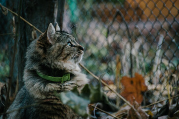 Beautiful young cat is walking in autumn garden on fallen leaves background