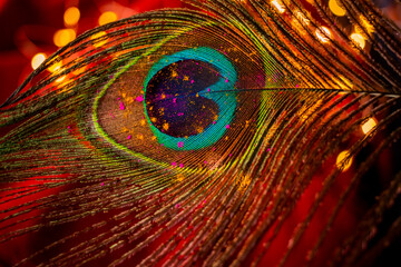 Holi colours on a peacock feather