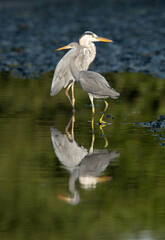 Portrait of a Western reef heron and a grey heron at Tubli bay, Bahrain