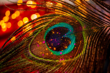 Holi colours on a peacock feather