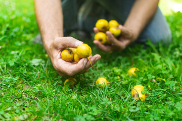 Man picking  fallen pears from the grass