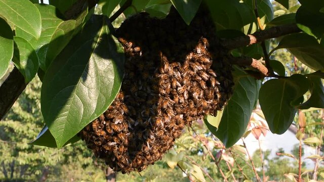 Honey bee swarm on the branch of a kaki tree