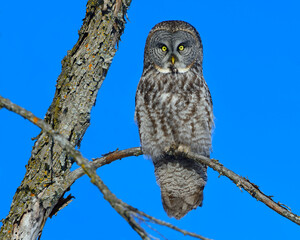 A Great Gray Owl perches in a leafless tree - Canada 