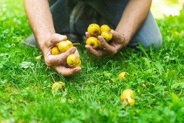 Man picking  fallen pears from the grass