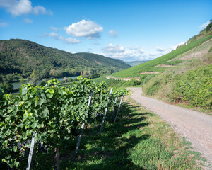 Fototapeta na wymiar vines near Cochem and Pommern and river mosel in german eifel