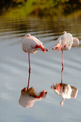 Two flamingos ianto the Camargue waters, in the South of France, Provence with water mirror image