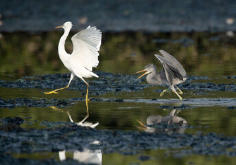 Western reef heron juvenile chasing during morning hours, Bahrain