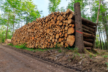 Stack of logged trees waiting for transport