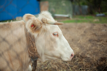 Fototapeta premium Cow on the farm. A cow shot through a fence. 