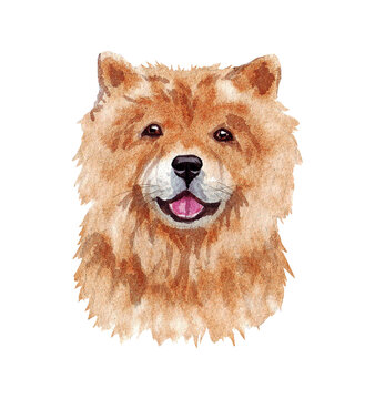 Watercolor illustration of a funny dog. Popular dog breed. Dog. Chow chow. Hand made character isolated on white
