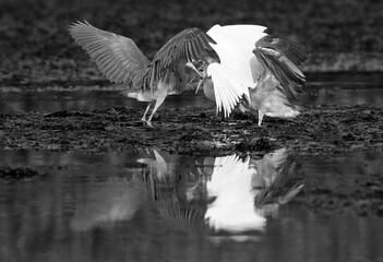 Western reef heron juveniles fight during morning hours, Bahrain