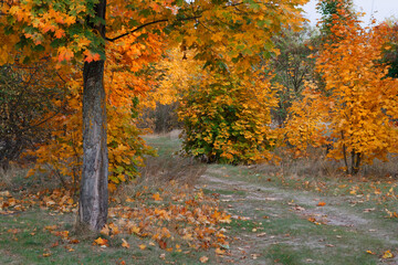 Autumn landscape in a city park. Gomel, Belarus