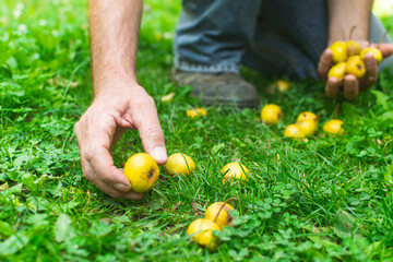 Man picking  fallen pears from the grass