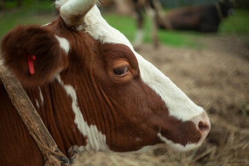 Fototapeta premium Cow on the farm. A cow shot through a fence. 