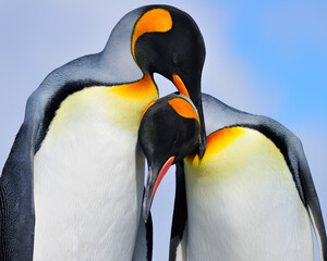 a pair of King Penguins in courtship - South Georgia