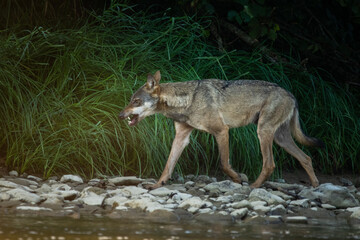 Naklejka na ściany i meble Grey Wolf (Canis lupus) in the natural habitat. Carpathian MOuntains, Bieszczady, Poland.