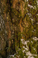 Nature background with tree bark, snow and moss.