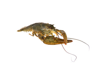crayfish isolated on white background
