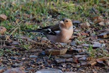 Common Chaffinch (Fringilla coelebs) on the ground