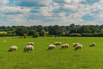 Naklejka na ściany i meble Sheep and lamb in the field