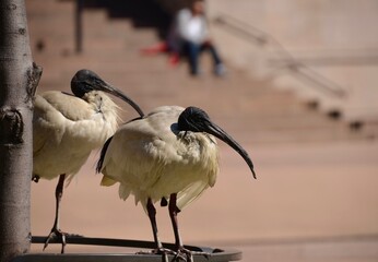 Two ibis standing together with stone steps in background in Sydney, Australia