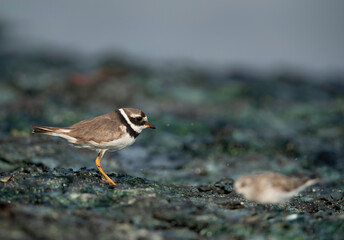 Little ringed plovers at Tubli bay, Bahrain