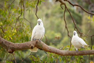 Happy cockatoos on a tree branch in Australian bush