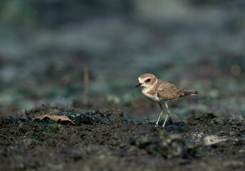 Lesser sand plover at Tubli bay, Bahrain