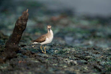 Fototapeta na wymiar A portrait of Common Sandpiper at Tubli bay, Bahrain