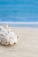 Obraz na płótnie Canvas Spiky seashell standing on sandy tropical beach surface and sea or ocean waves on the background for vertical peaceful macro wallpaper