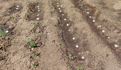 small plantation as home agriculture