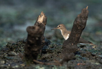 Common Sandpiper at Tubli bay, Bahrain