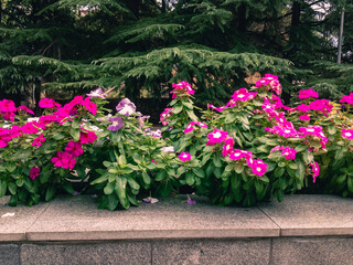 Beautiful pink Petunia flowers with green leaves grow on a gray marble flower bed on a sunny summer day against the backdrop of green trees.