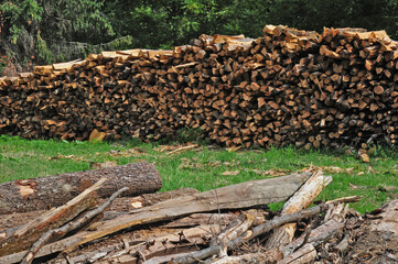 Foresta della Serra Morenica fra Zimone e Magnano - Biella