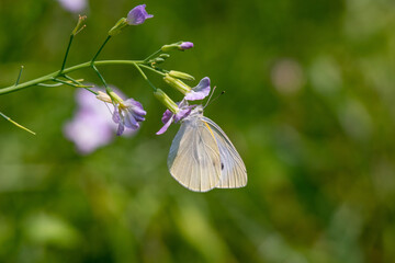 ハマダイコンにモンシロチョウ！
モンシロチョウのオスが、ハマダイコンの花に止まり吸蜜していました。