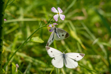 モンシロチョウの求愛アタック！
女子に交尾拒否のポーズ（おしりを上げる）をされ敢え無く撤収。