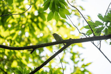 ウグイスの囀り！