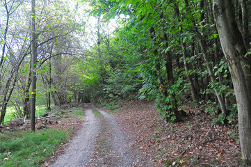 Foresta morenica fra Zimone e Magnano - Biella