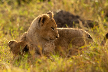 Lion cubs playing in the evening hours, Masai Mara