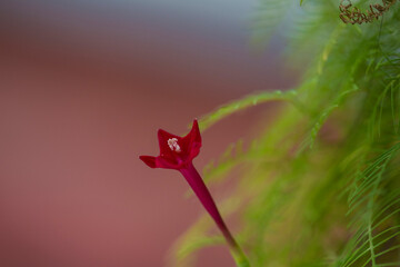 Cypress vine flower