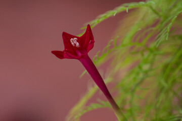 Cypress vine flower