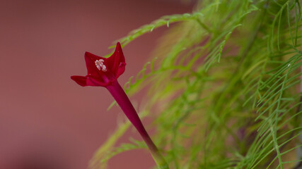 Cypress vine flower