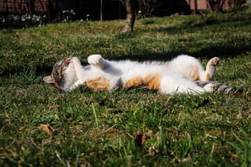 Colored cat lies on its back and moves its paws in its sleep as if it were swimming. Warm up before...