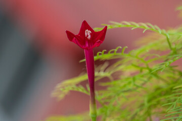 Cypress vine flower
