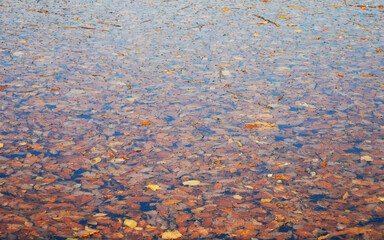 水　枯れ葉　素材