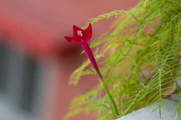 Cypress vine flower