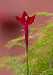 Cypress vine flower
