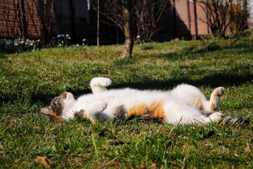 Rest day of our cat. Domestic cat with a colored head lie on his back in the grass and sleeps....