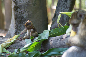 b&eacute;b&eacute; singe